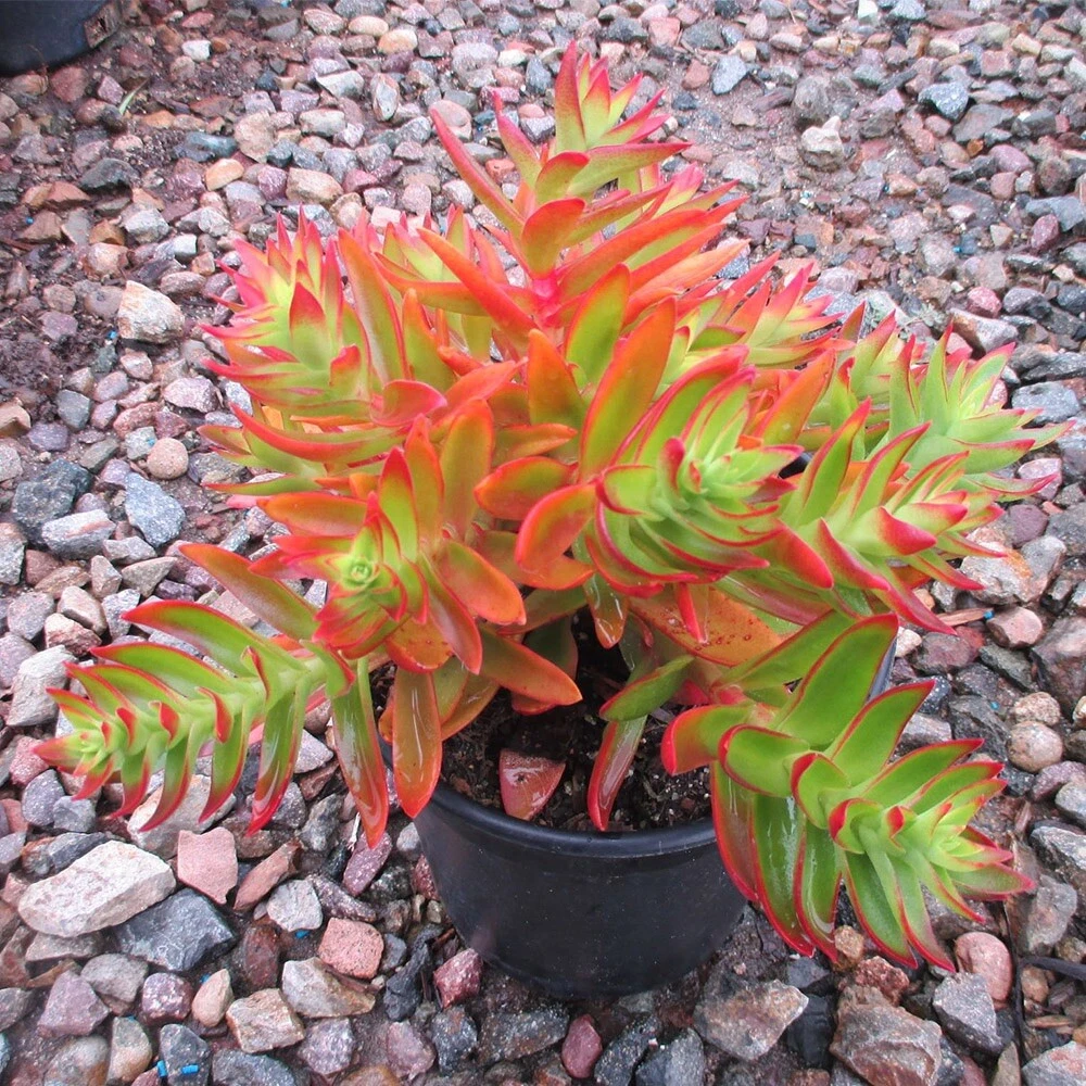 Crassula capitella Campfire – 3 Succulent Cuttings – Live Cactus-Succulent Starter Stems with Red-Orange Foliage