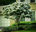 White Kousa Dogwood Tree Cuttings – 3 Unrooted Cornus Kousa Cuttings – Ornamental Flowering Tree