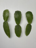 White Easter Cactus Cuttings – 3 Live Rhipsalidopsis/Hatiora Pieces, Spring Sunrise Variety, Easy-Rooting Houseplant for Indoor Growing