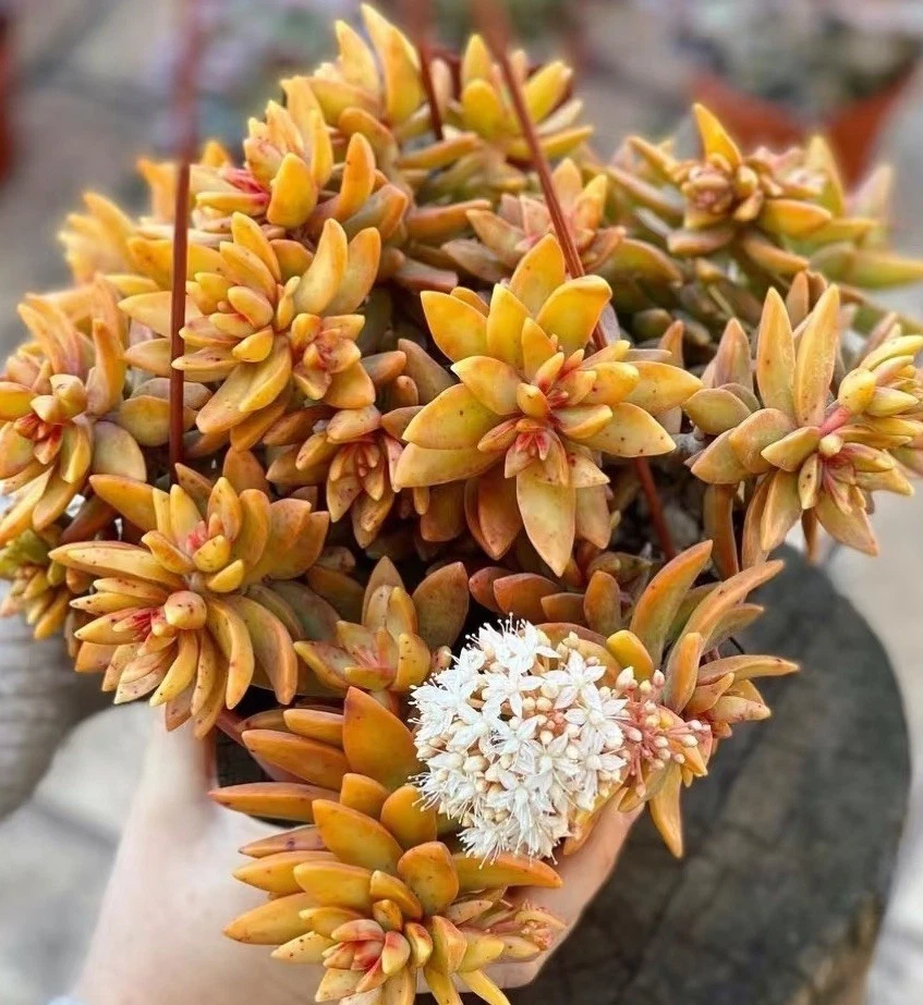 Sedum ‘Firestorm’ Succulent – 3 Unrooted Cuttings (3–4 Inches) for Propagation and Garden Planting