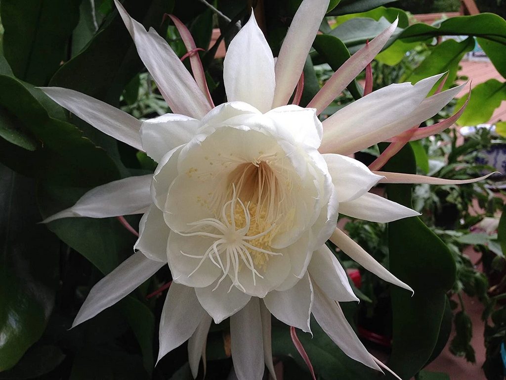 Queen of the Night Cuttings – 2 Live Epiphyllum Oxypetalum Orchid Cactus Stems, Easy-Rooting Night-Blooming Plant + Free Gift