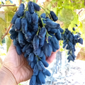 5 Lady Finger Grape Vine Cuttings – Thin Black Seedless Moon Drop Type, Live 6–8" Cuttings for Rooting & Growing
