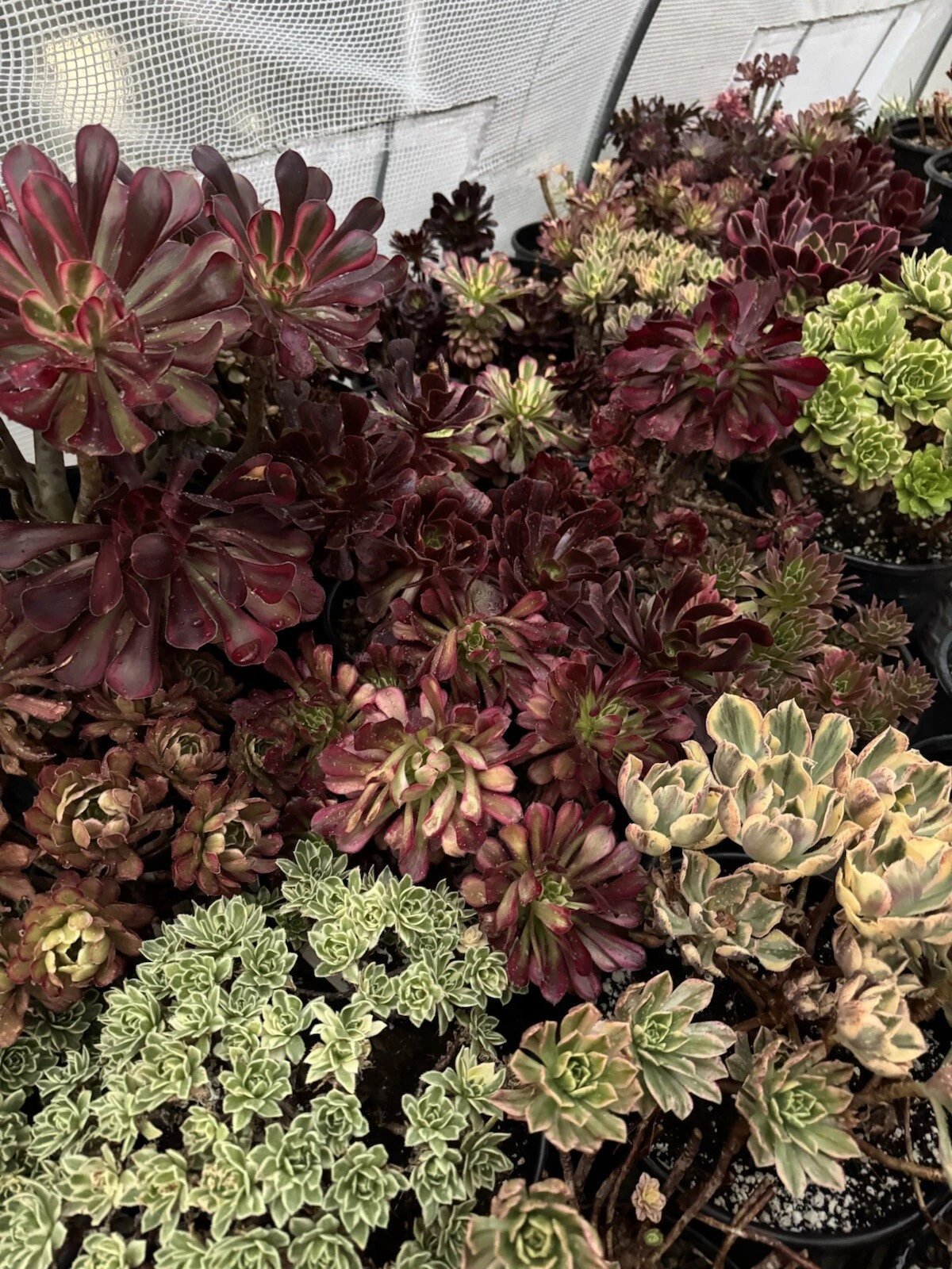 Aeonium Succulent Cuttings – 3 Live Aeonium Cuttings for Propagation and Planting