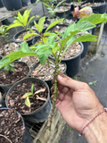 Mexican Sunflower Live Cuttings – 15 Tithonia diversifolia Cuttings, Orange Flowering Garden Plant for Planting