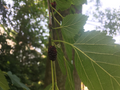 Mulberry Hardwood Cuttings – 50 Live Morus Cuttings 5–10 Inches Long, Fruit Tree Cuttings for Rooting