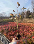 Blueberry Rooted Cuttings – 15 Live Vaccinium Plants for Planting, Fruit Bush Starters for Garden or Containers
