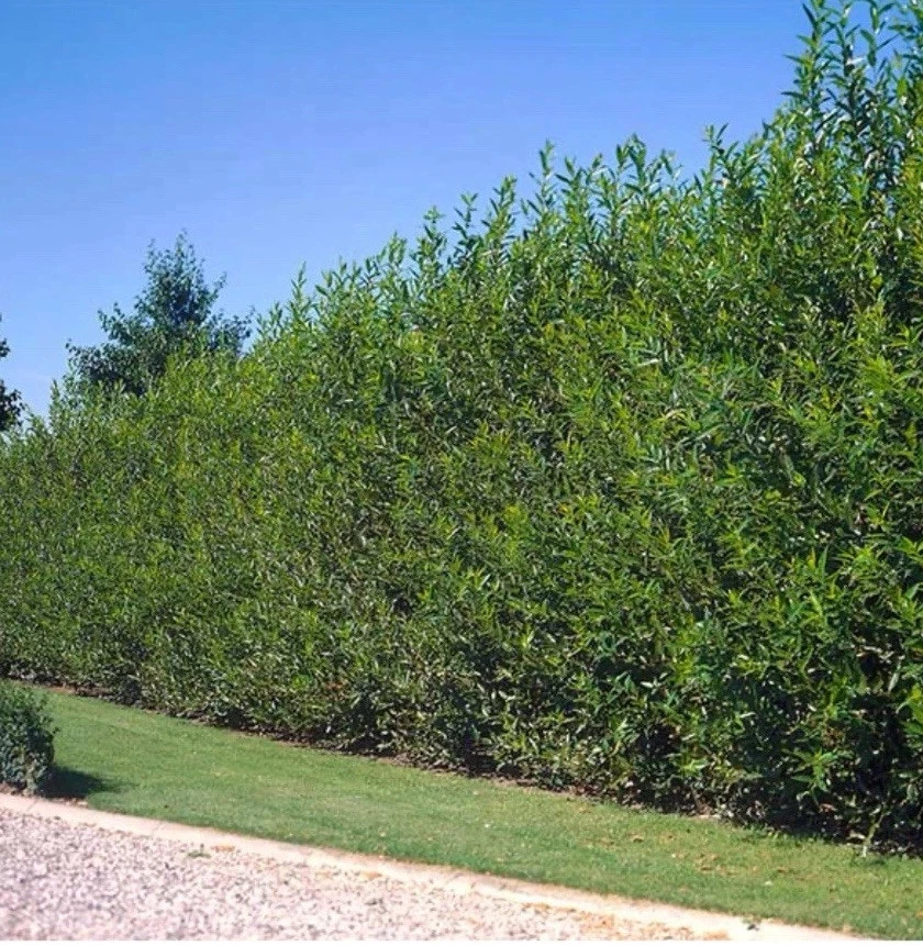 Austree Hybrid Willow Tree Cuttings – 40 Unrooted 10 Inch Pieces – Salix Hybrid Starter