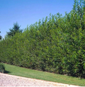 Austree Hybrid Willow Tree Cuttings – 40 Unrooted 10 Inch Pieces – Salix Hybrid Starter