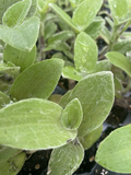 White Fuzzy Tradescantia – 2 Rooted Cuttings, Live Houseplant Starts, Soft Silver-Green Foliage, Easy Care Indoor Plant