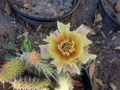 Opuntia polyacantha Cactus Cutting – Hardy Prickly Pear Pad for Desert Gardens, Rock Gardens, and Drought-Tolerant Landscaping