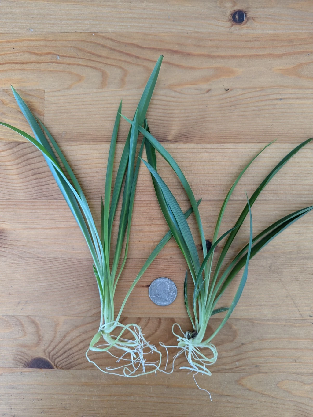 Green Spider Plant Live Cuttings – 5 Rooted Non-Variegated Pups, Chlorophytum comosum Houseplant Starters