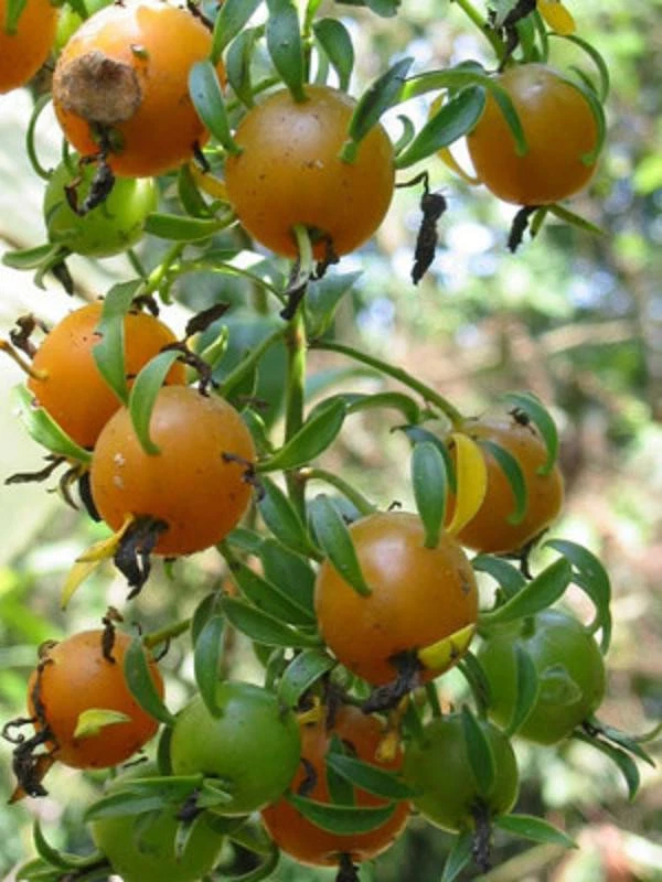Gold Pereskia Plant – Pereskia aculeata Live Cactus Vine in 4 Inch Pot, Flowering Succulent Houseplant