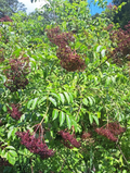 American Elderberry Live Plants – 3 Rooted Elderberry Plants for Planting, Sambucus Canadensis