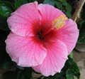 Hawaiian Pink Hibiscus Cutting – 1 Live Hibiscus rosa-sinensis Stem 2–4 Inch Long for Planting