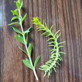 50 Sedum Cuttings – Rupestre Angelina & Sarmentosum Stonecrop | Mixed Succulent Starter Pack for Groundcover & Containers