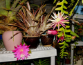 Zig Zag Cactus Cuttings – Cryptocereus (Selenicereus) anthonyanus – 2 Large Live Cuttings for Propagation