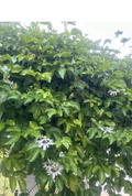 Passion Fruit Vine Cuttings for Planting – 10 Fresh Passiflora Edulis Stems, 8–10 Inch Unrooted Cuttings