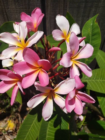 Plumeria Frangipani Cutting – Fresh 8–12 Inch Unrooted Tropical Flower Plant Starter