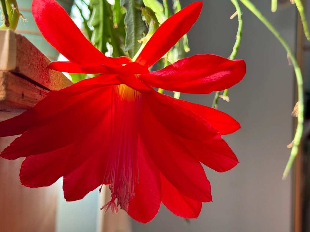 Epiphyllum Orchid Cactus Cuttings Red Flower Type, 6 PCS 6–8 Inch Long Unrooted Cactus Cuttings for Planting