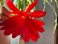 Epiphyllum Orchid Cactus Cuttings Red Flower Type, 6 PCS 6–8 Inch Long Unrooted Cactus Cuttings for Planting