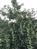 Lang Jujube Tree Cuttings for Planting – 5 Unrooted Ziziphus jujuba Chinese Red Date Cuttings