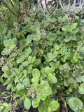 Fairy Crassula Cuttings – 3 Crassula Multicava Succulent Stems, Minimum 3 Inches Each for Rooting