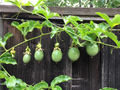 Purple Passion Fruit Cuttings – 10 Live Passiflora edulis Vine Cuttings for Planting or Propagation
