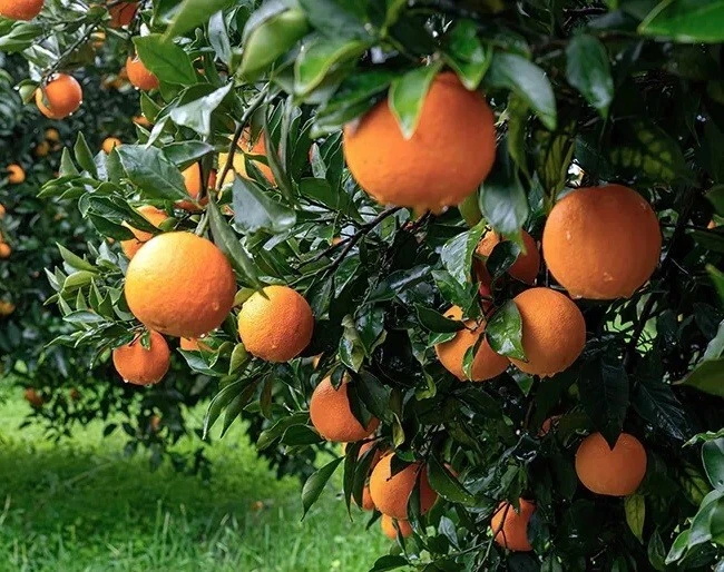 California Navel Orange Scion Cuttings for Grafting – 3 Unrooted Stems, 6–8 Inch Citrus Cuttings