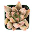 Echeveria Psyche Succulent – Live Rooted Rosette in 2 Inch Pot, Decorative Houseplant Starter