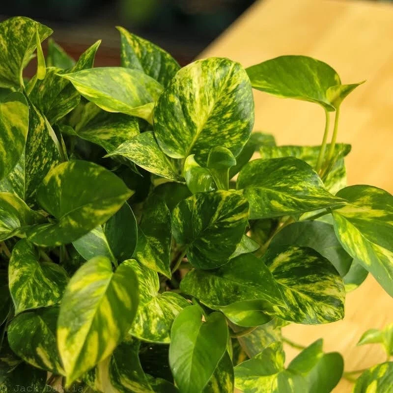 Golden Pothos Starter Plants – 3 Unrooted Cuttings – Epipremnum Aureum Indoor Vine Houseplant