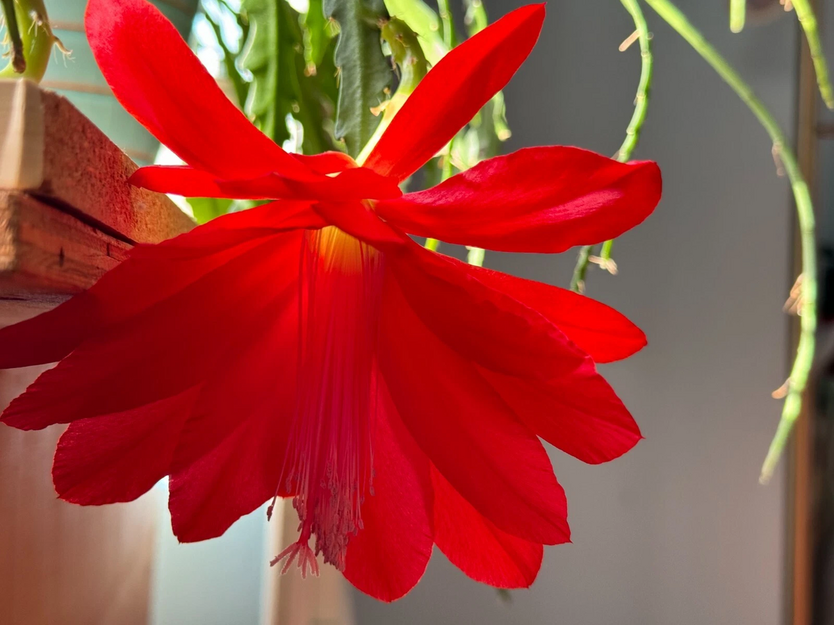 Epiphyllum Orchid Cactus Cuttings – 6 Unrooted Red Bloom Cuttings 6–8 Inch – Tropical Epiphytic Cactus