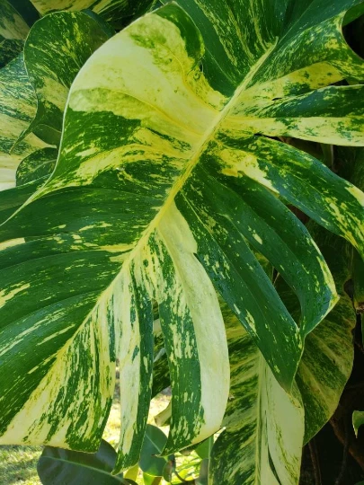 Golden Queen Hawaiian Pothos Vine Cutting – Variegated Epipremnum aureum Unrooted Cutting for Planting