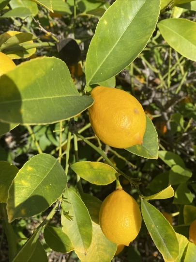 Meyer Lemon Cuttings – 6 Unrooted Citrus × meyeri Cuttings for Propagation and Planting