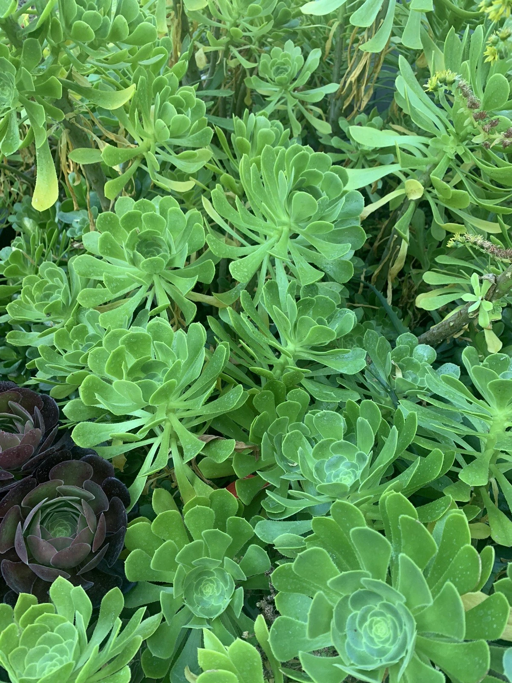 Green Tree Aeonium Cuttings – Live Aeonium arboreum Succulent Cuttings for Propagation