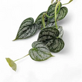 Philodendron brandtianum – 5 Fresh Unrooted Cuttings – Silver-Patterned Climbing Vine Starter for Indoor Pots and Trellises