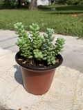 Sedum Burrito Burro’s Tail – Baby Donkey Tail Succulent – Set of 2 Rooted 3.5 Inch Pots