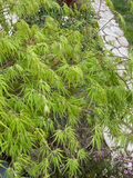 Japanese Dwarf Maple Cuttings – 6 Unrooted Acer palmatum Cuttings, 6 Inch Scion Wood for Rooting & Grafting