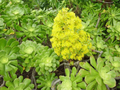 2 XXL Aeonium Arboreum Cuttings – Green Rose Form – Large 6 in (15 cm) Diameter Succulent Cuttings