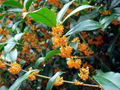 Osmanthus fragrans ‘Apricot Echo’ Live Plant – Rooted Sweet Olive Starter with Apricot-Scented Blooms
