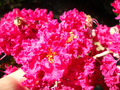 12 Crepe Myrtle Cuttings – Red Pink Raspberry Blooms – Lagerstroemia Flowering Tree Starter Cuttings