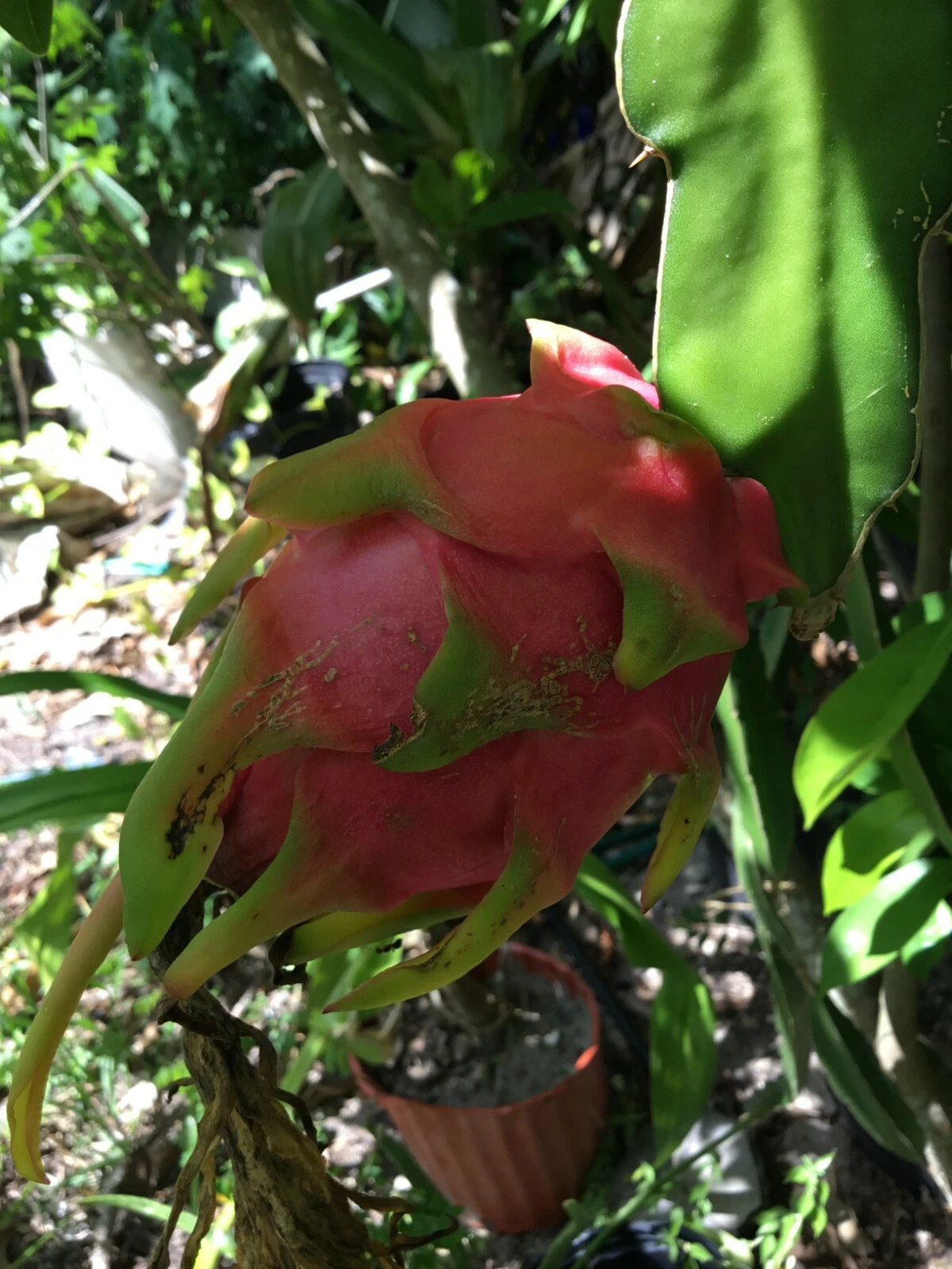 Vietnam Dragon Fruit Cuttings – Two 8–12 Inch Pitaya Cuttings Plus One Bonus 4 Inch Cutting