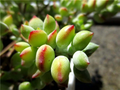 Cotyledon Pendens Succulent Cuttings – 3 Fresh Live Trailing Plants for Indoor Garden Decor