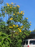 Mexican Sunflower (Tithonia diversifolia) – 8 Fresh 9″ Live Cuttings | Fast-Growing Pollinator Flower for Garden & Border