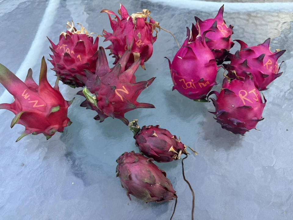 Dragon Fruit Cuttings – 4 Fresh Unrooted 8–14 Inch Selenicereus Undatus Pitaya Cuttings for Propagation