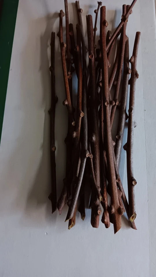 Hardy Kiwi Actinidia Arguta Geneva – 10 Organic Female Hardwood Cuttings, Cold Hardy Kiwi Vine for Planting