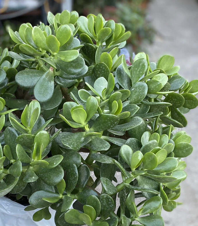 Crassula Ovata Jade Plant Cuttings – 5 Live Succulent Stems 3–5 Inches for Planting