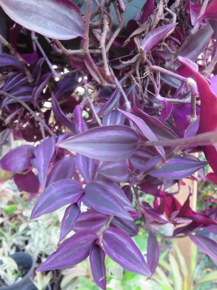 Tradescantia Zebrina Cuttings – 20 Dark Burgundy Wandering Jew Plant Cuttings for Indoor Propagation