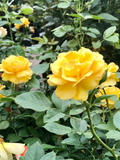 Yellow Texas Rose Cuttings – 3 Unrooted 6–8" Stems, Live Rosa Starter Wood for Rooting & Garden Propagation