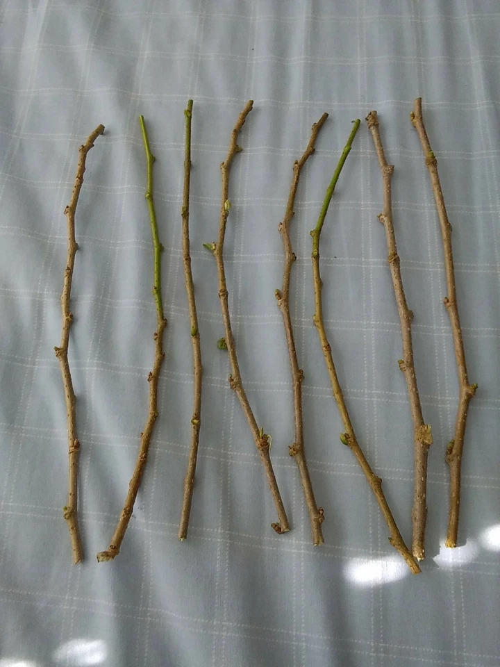 Red Mulberry Tree Cuttings – 6 Live Morus rubra Unrooted Cuttings 6–8 Inch for Propagation