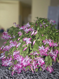 Christmas Cactus Cuttings Schlumbergera Holiday Houseplant 20 Unrooted Cuttings